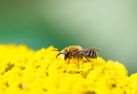 Wild bee collects nectar on the yellow flower of  yarrow, Achillea filipendulina. Insect close-up.