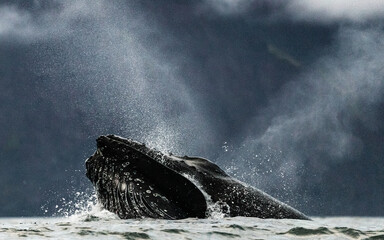 Humpback whale in the summer feeding grounds of the North Atlantic, Iceland