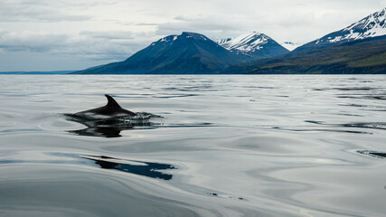 Humpback whale in the summer feeding grounds of the North Atlantic, Iceland © Rui