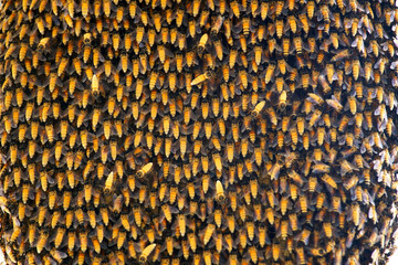 honeycomb propolis