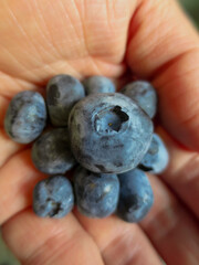 Large Blueberry on top of smaller blueberries in a hand
