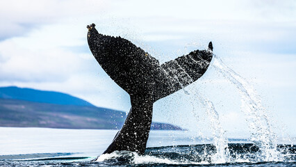 Humpback whale in the summer feeding grounds of the North Atlantic, Iceland