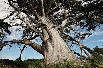 Arbre exotique.