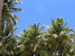 Fototapeta na wymiar Karibische Palmen