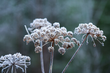 Frost on the plants
