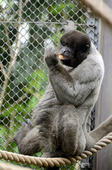 コモンウーリーモンキー