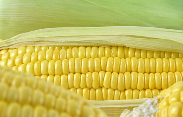 Close-up of organic products, yellow corn filled with seeds partially peeled off