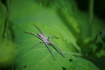 spider on a leaf