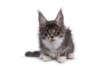 Blue tabby Maine Coon cat kitten with white paws, laying down facing front. Looking towards camera. Isolated on a white background.