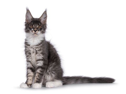 Blue tabby Maine Coon cat kitten with white paws, sitting  side ways. Looking towards camera. Isolated on a white background.
