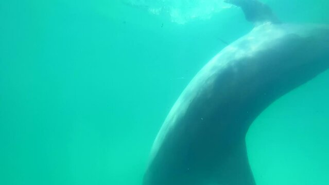 泳ぐバンドウイルカを撮影した映像