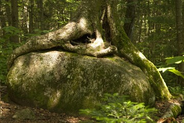 Racine d'un arbre poussant sur un rochers dans un forêt