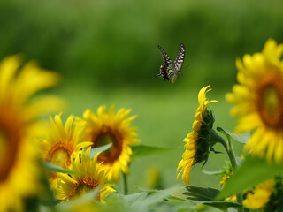 ひまわり畑とアゲハチョウ【アスピア玉城】