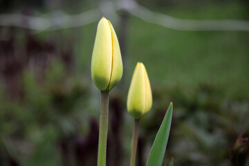Fototapeta premium Two yellow tulips on a blurred background.