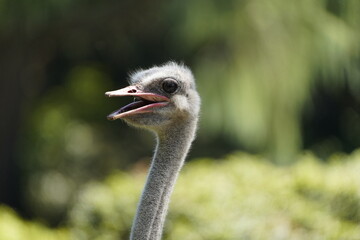 The North African ostrich or red-necked ostrich (Struthio camelus camelus), also known as the Barbary ostrich, Struthionidae family.