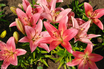 A close up of pink lilies of the 'Brindisi' variety (Longiflorum-Asiatic (L.A.) hybrid lily) in the garden after the rain