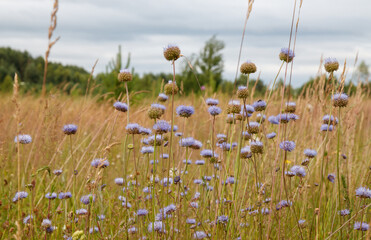 Summer meadow with violet-blue flowers of Sheep's-bit scabious (Jasione montana, blue bonnets or buttons, blue daisy and iron flower)