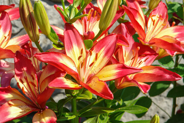 A close up of lily of the 'Heartstrings' variety (Asiatic Lily) in a garden. Multicolored lilies...