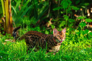 Naklejka na ściany i meble Beautiful young bengal cat in the garden