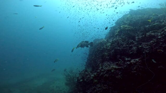 Under Water Film from Thailand - camera moves towards coral rock with many small fusilier fish and a medium sized Gruoper fish swimming along the rock