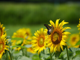 ひまわり畑とアゲハチョウ【アスピア玉城】