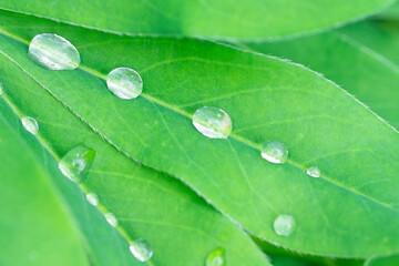 Closeup view of beautiful green leaf with dew drops