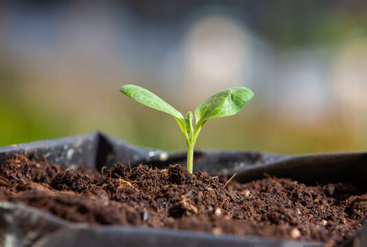 Sprouting Young Plant Of Yellow Squash In The Garden