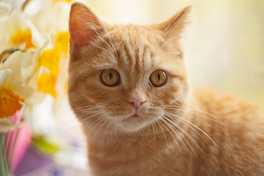 Closeup portrait of ginger kitten with flowers on the back.