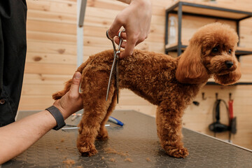 Professional male groomer making haircut of poodle teacup dog at grooming salon with professional equipment