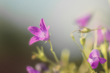 Pretty meadow purple flowers bluebells
