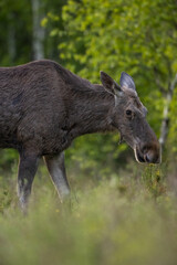 Moose portrait in summer scenery