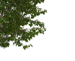Foreground twigs on a white background.