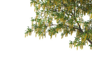 Foreground twigs on a white background.