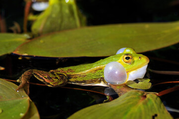 Pool frog // Kleiner Wasserfrosch (Pelophylax lessonae) - Germany