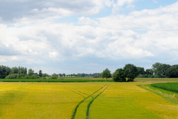 Golden yellow barley (gerst) in the field with row tractor tracks with blue sky as background, Ripening Hordeum vulgare in the farm, Soft ears of wheat in countryside, Agriculture in Netherlands.