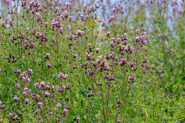Selective focus of violet wildflower Creeping Thistle with green leaves in grass field, Cirsium arvense is a perennial species of flowering plant in the family Asteraceae, Nature floral background.