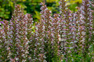 Selective focus of flower Acanthus spinosus in the garden with green leaves, The spiny bear's breech is a species of flowering plant in the family Acanthaceae, Nature floral background.
