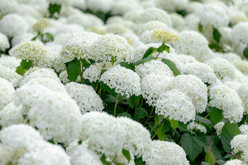Selective focus bushes of Hydrangea Arborescens flower in the garden, White hortensia or Smooth...
