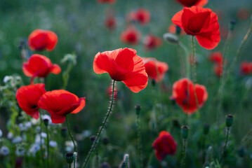 Blurred image of bright poppies at sunset. Summer time.