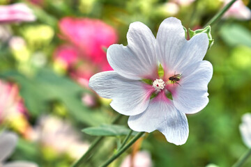 Fototapeta na wymiar Insect feeding off nectar on a plant with white petals. Beautiful blossoms in nature during a sunny day in spring. Fly pollinating a malva moschata musk mallow flower growing in a garden outdoors.