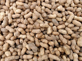 Peanut pods, or peanut legume, harvest beans in hand, for selling 