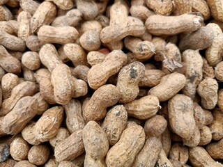 Peanut pods, or peanut legume, harvest beans in hand, for selling 