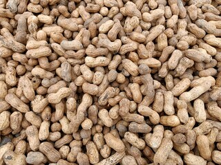 Peanut pods, or peanut legume, harvest beans in hand, for selling 