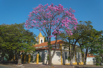 Urban scene shows a Brazilian tree that blooms in winter, name Ipê rosa (Handroanthus heptaphyllus), other trees around and in the background a Catholic chapel.