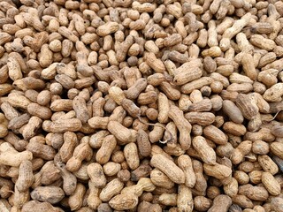 Peanut pods, or peanut legume, harvest beans in hand, for selling 