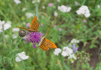 Two butterflies Niobe fritillary in a meadow on a sunny day. Lat. Fabriciana niobe. Shallow depth of field.