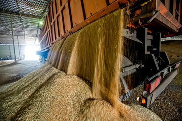 Loading process of wheat grain in elevator granary warehouse. Agro manufacturing plant equipment....