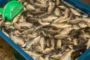 Trade of fresh fish in the market