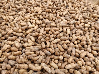 Peanut pods, or peanut legume, harvest beans in hand, for selling 