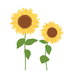 Sunflower with green leaves icon sign isolate on white background vector illustration. Wall art decoration.